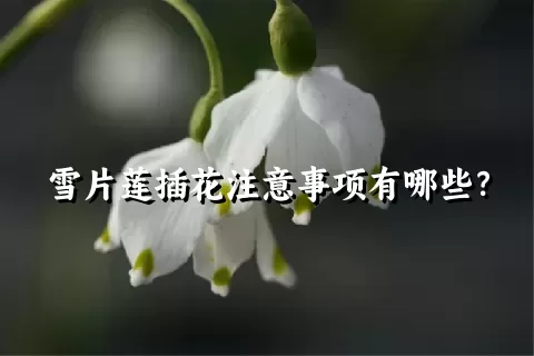 雪片莲插花注意事项有哪些？
