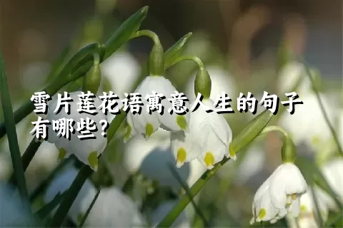 雪片莲花语寓意人生的句子有哪些？
