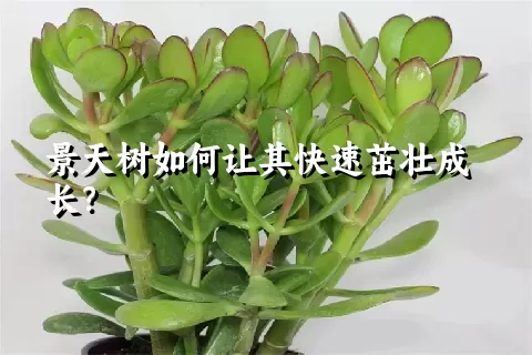 景天树如何让其快速茁壮成长？