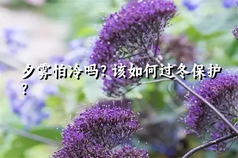 夕雾怕冷吗？该如何过冬保护？