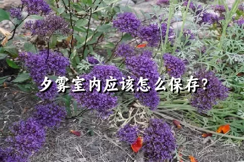 夕雾室内应该怎么保存？