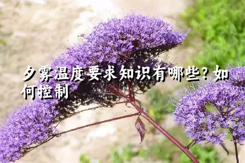 夕雾温度要求知识有哪些？如何控制