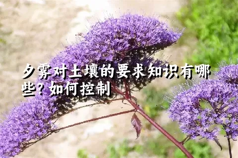 夕雾对土壤的要求知识有哪些？如何控制