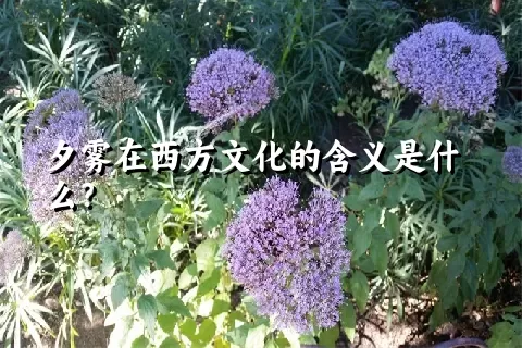 夕雾在西方文化的含义是什么？