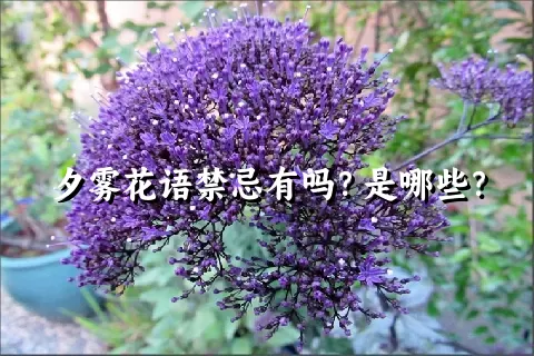 夕雾花语禁忌有吗？是哪些？