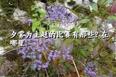 夕雾为主题的比赛有那些？在哪里