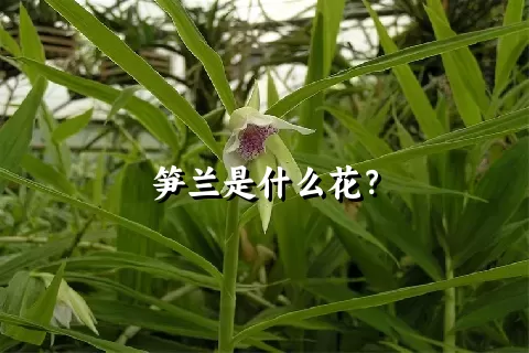 笋兰是什么花？