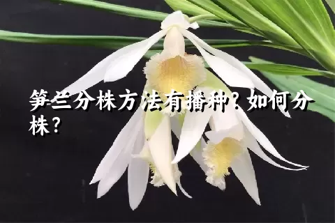笋兰分株方法有播种？如何分株？