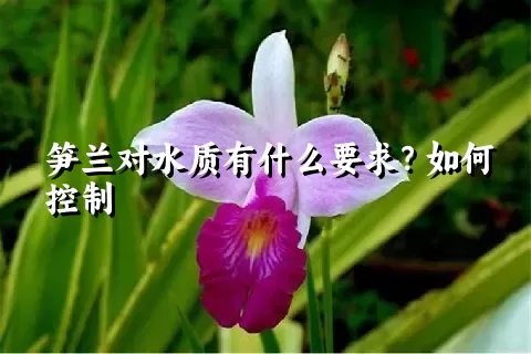 笋兰对水质有什么要求？如何控制