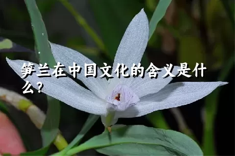 笋兰在中国文化的含义是什么？