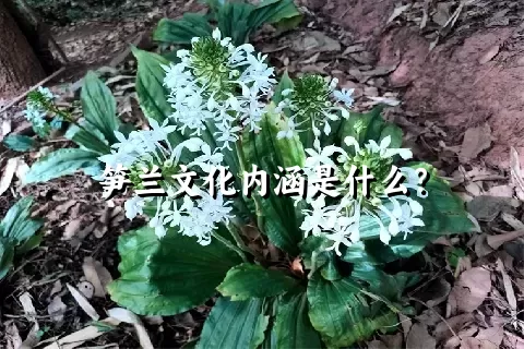 笋兰文化内涵是什么？