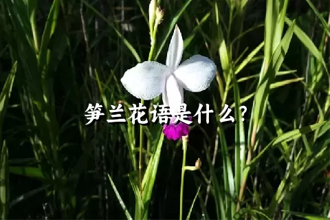 笋兰花语是什么？