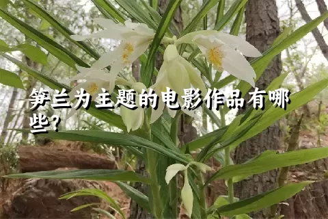 笋兰为主题的电影作品有哪些？