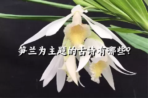 笋兰为主题的古诗有哪些？