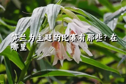 笋兰为主题的比赛有那些？在哪里