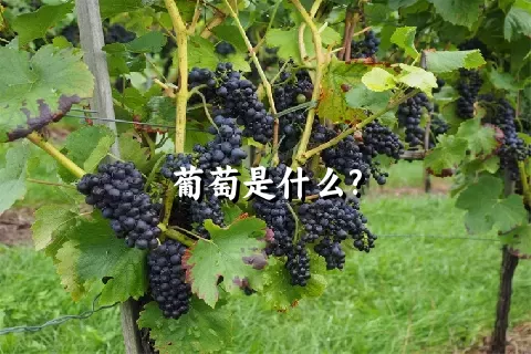 葡萄是什么?