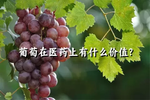 葡萄在医药上有什么价值？