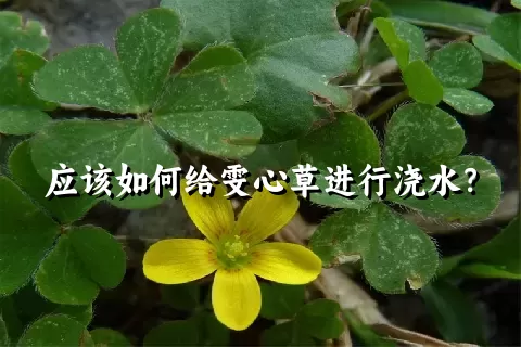 应该如何给雯心草进行浇水？