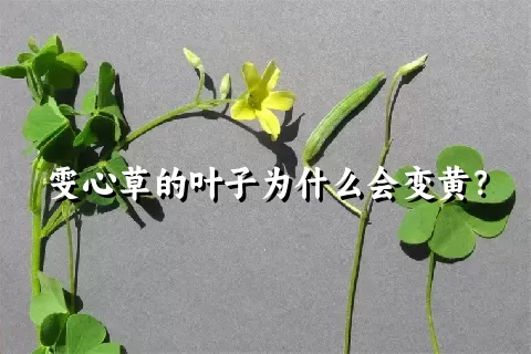 雯心草的叶子为什么会变黄？