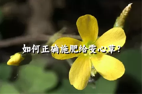 如何正确施肥给雯心草？