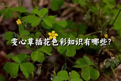 雯心草插花色彩知识有哪些？