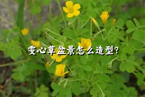 雯心草盆景怎么造型？