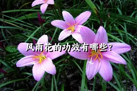 风雨花的功效有哪些？