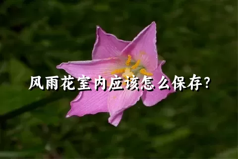 风雨花室内应该怎么保存？