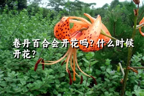 卷丹百合会开花吗？什么时候开花？