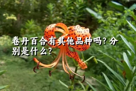卷丹百合有其他品种吗？分别是什么？