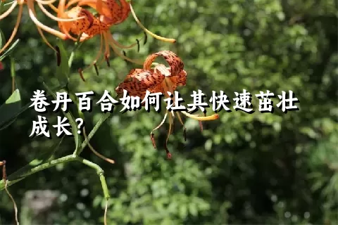 卷丹百合如何让其快速茁壮成长？
