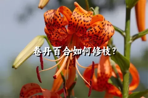 卷丹百合如何修枝？