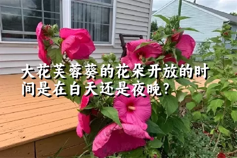 大花芙蓉葵的花朵开放的时间是在白天还是夜晚？