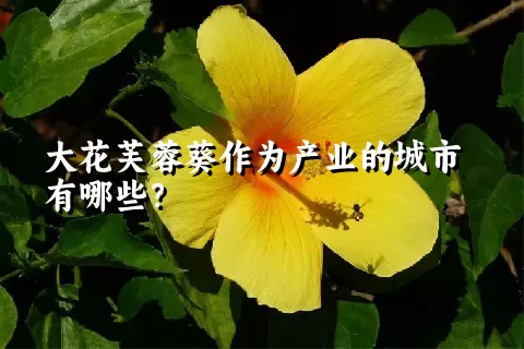 大花芙蓉葵作为产业的城市有哪些？