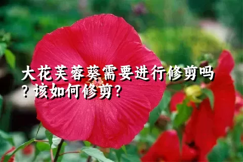 大花芙蓉葵需要进行修剪吗？该如何修剪？
