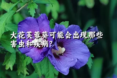 大花芙蓉葵可能会出现那些害虫和疾病？