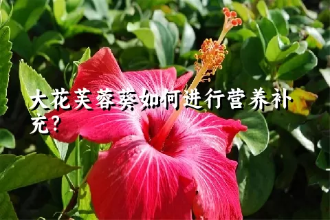 大花芙蓉葵如何进行营养补充？
