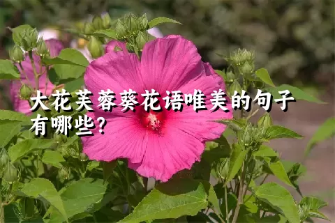 大花芙蓉葵花语唯美的句子有哪些？