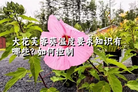 大花芙蓉葵温度要求知识有哪些？如何控制
