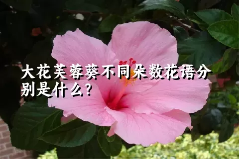 大花芙蓉葵不同朵数花语分别是什么？