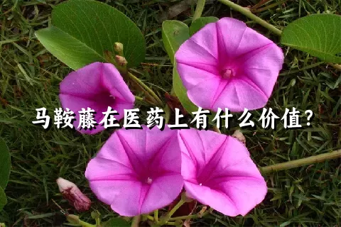 马鞍藤在医药上有什么价值？