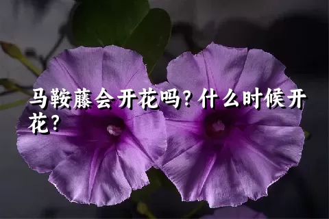 马鞍藤会开花吗？什么时候开花？