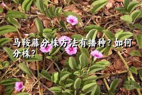 马鞍藤分株方法有播种？如何分株？