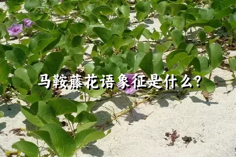马鞍藤花语象征是什么？