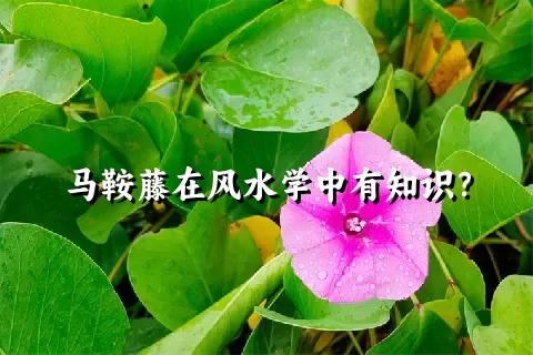 马鞍藤在风水学中有知识？