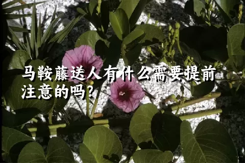 马鞍藤送人有什么需要提前注意的吗？