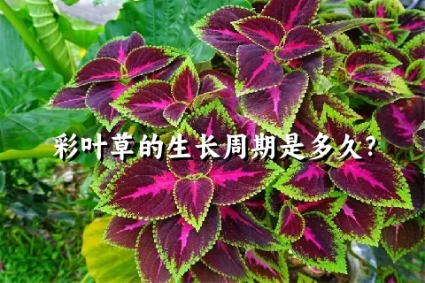 彩叶草的生长周期是多久？