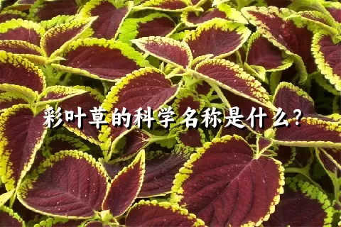 彩叶草的科学名称是什么？