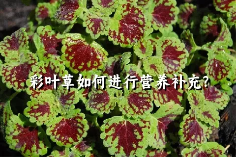 彩叶草如何进行营养补充？