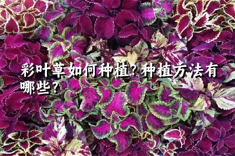 彩叶草如何种植？种植方法有哪些？
